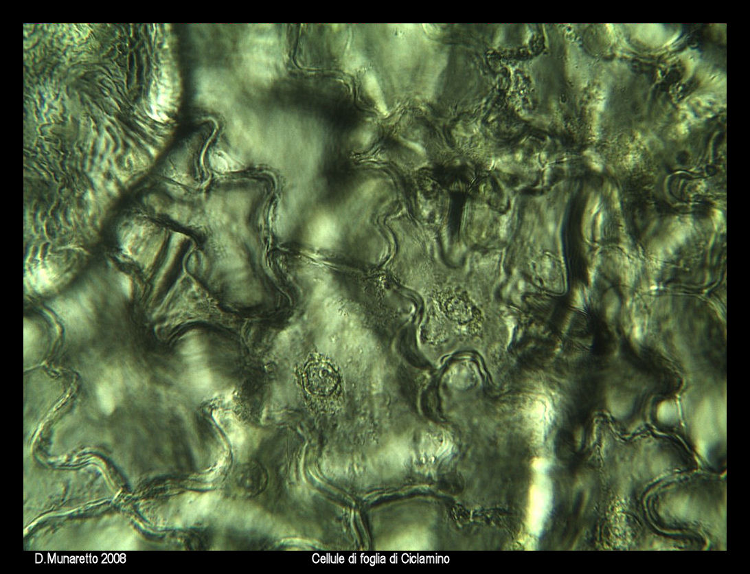 Cellule di foglia di Ciclamino
